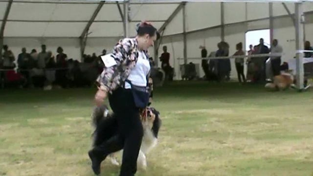 benefits fraud caught running crufts