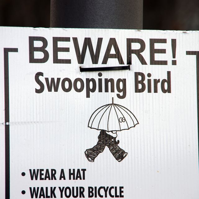 'Beware: Swooping bird' sign on a lamp post in Glebe Park, Canberra, Australia