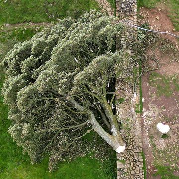 northumberland, england september 28 in this aerial view the 'sycamore gap' tree on hadrian's wall lies on the ground leaving behind only a stump in the spot it once proudly stood, on september 28, 2023