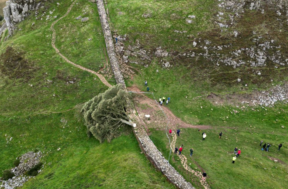 in pictures felled sycamore gap tree removed from its home