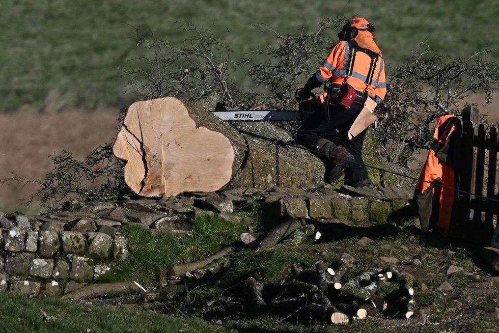 in pictures felled sycamore gap tree removed from its home