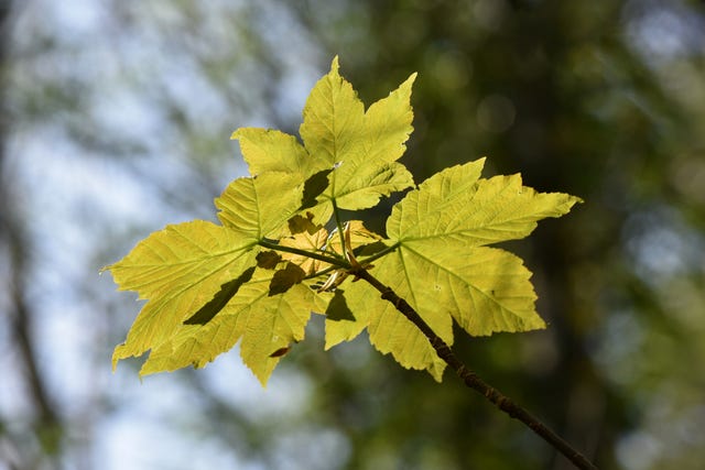 Invasive Plants UK: Trees and Plants With Invasive Roots