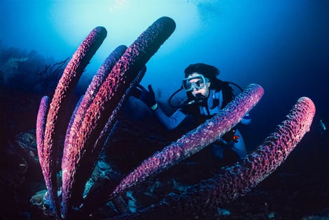 Earle onderzoekt een enorme buisspons in Bonaire