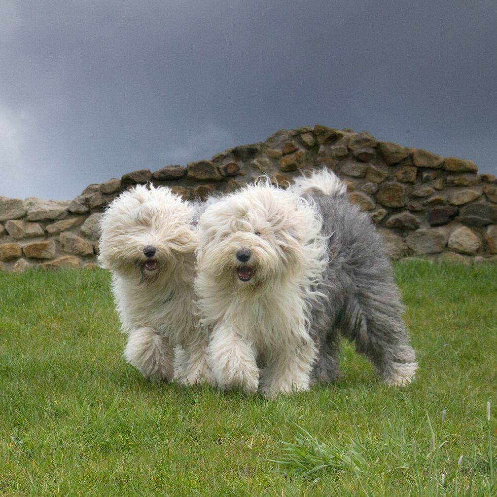 English old sheep dog  Old english sheepdog, English sheepdog