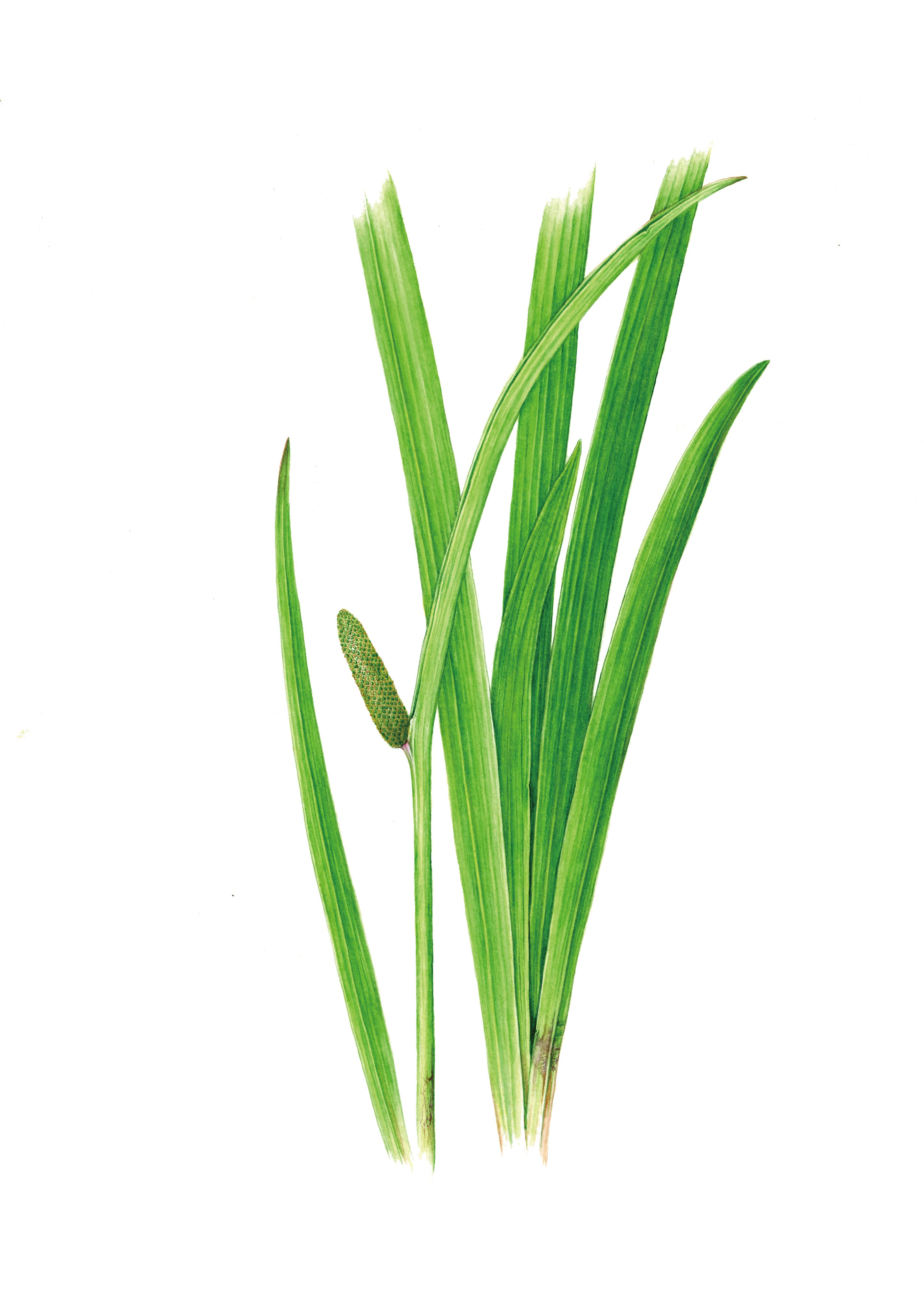 しょうぶ（菖蒲）」と「あやめ（菖蒲、文目、綾目）」の見分け方