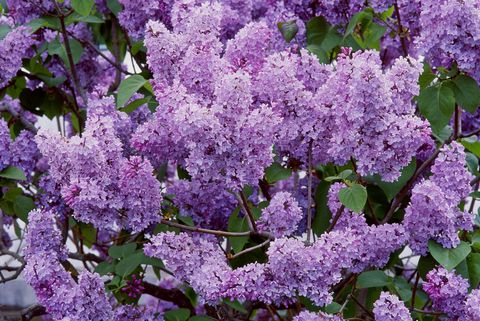 syringa vulgaris louis van houtte mass of purple blossom flowering shrubs