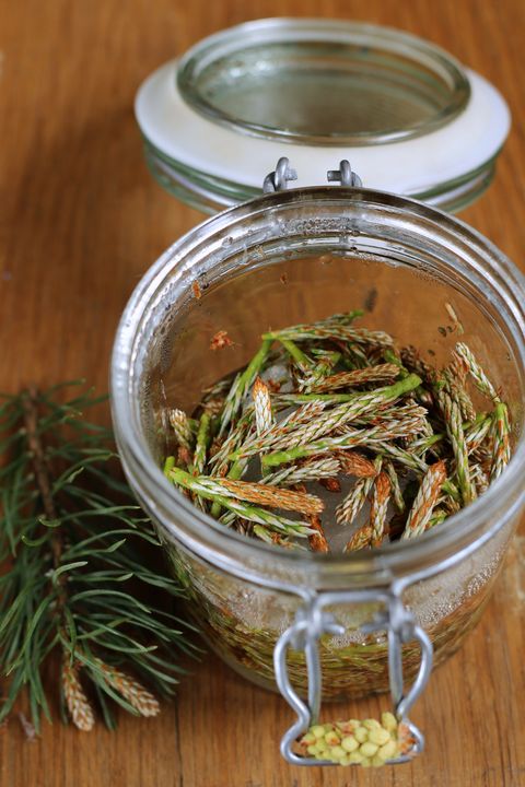 a glass jar with pine fronds inside
