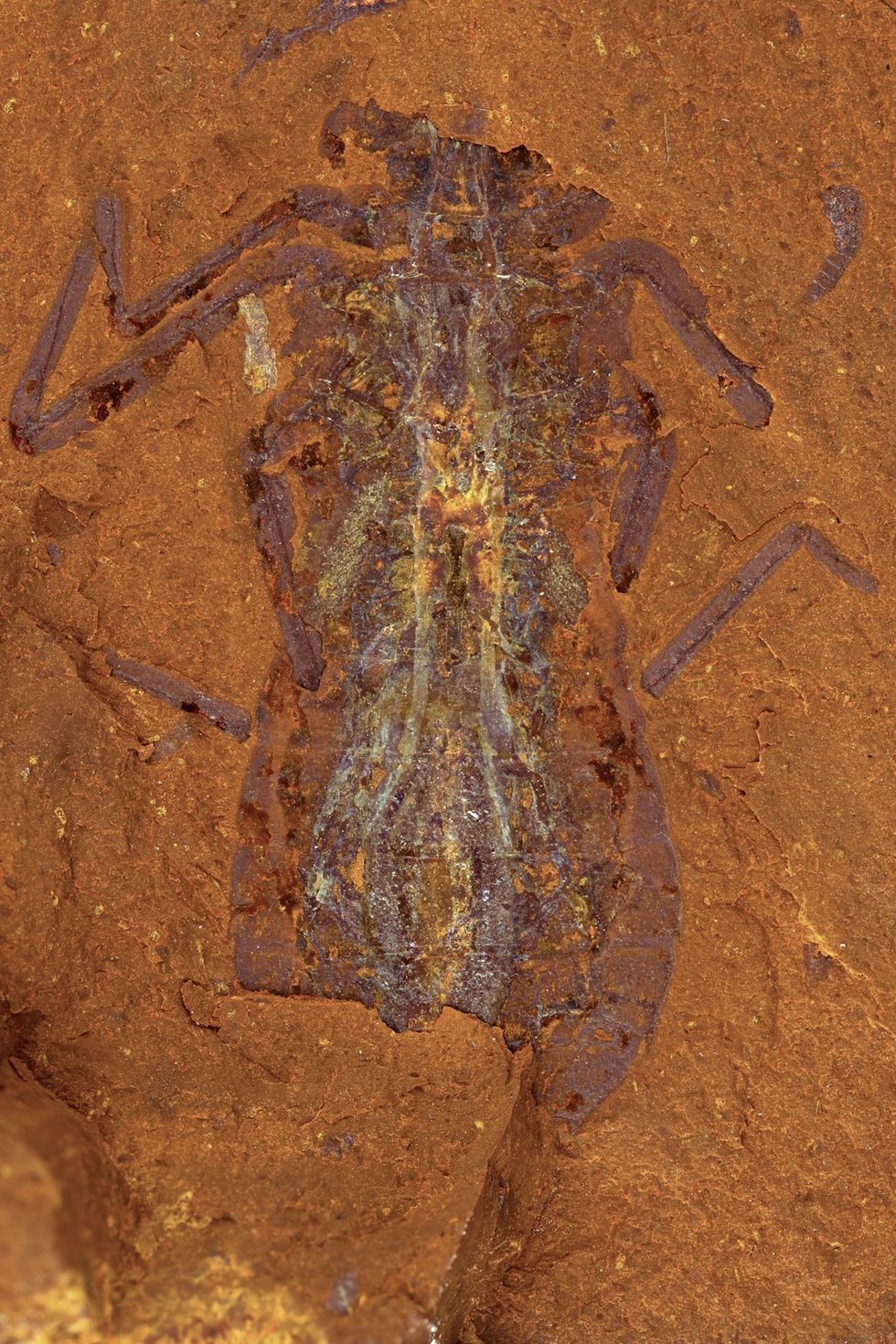 In McGraths Flat zijn ook allerlei soorten insecten bewaard gebleven zoals deze fossiel van een ronddrijvende najade de larf van een libelle