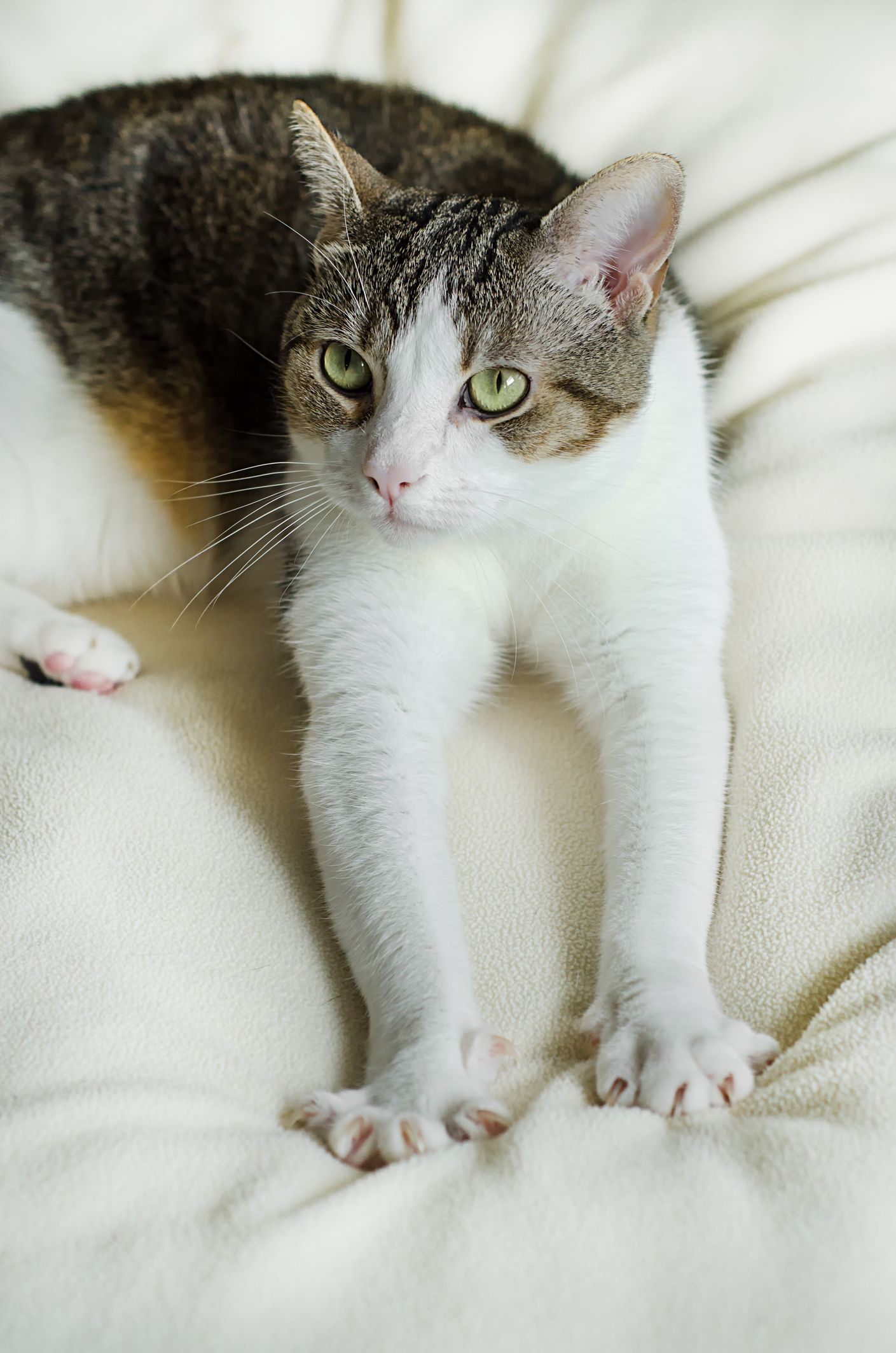 Combatting Dry Paws On Cats: Essential Tips For Happy Paws