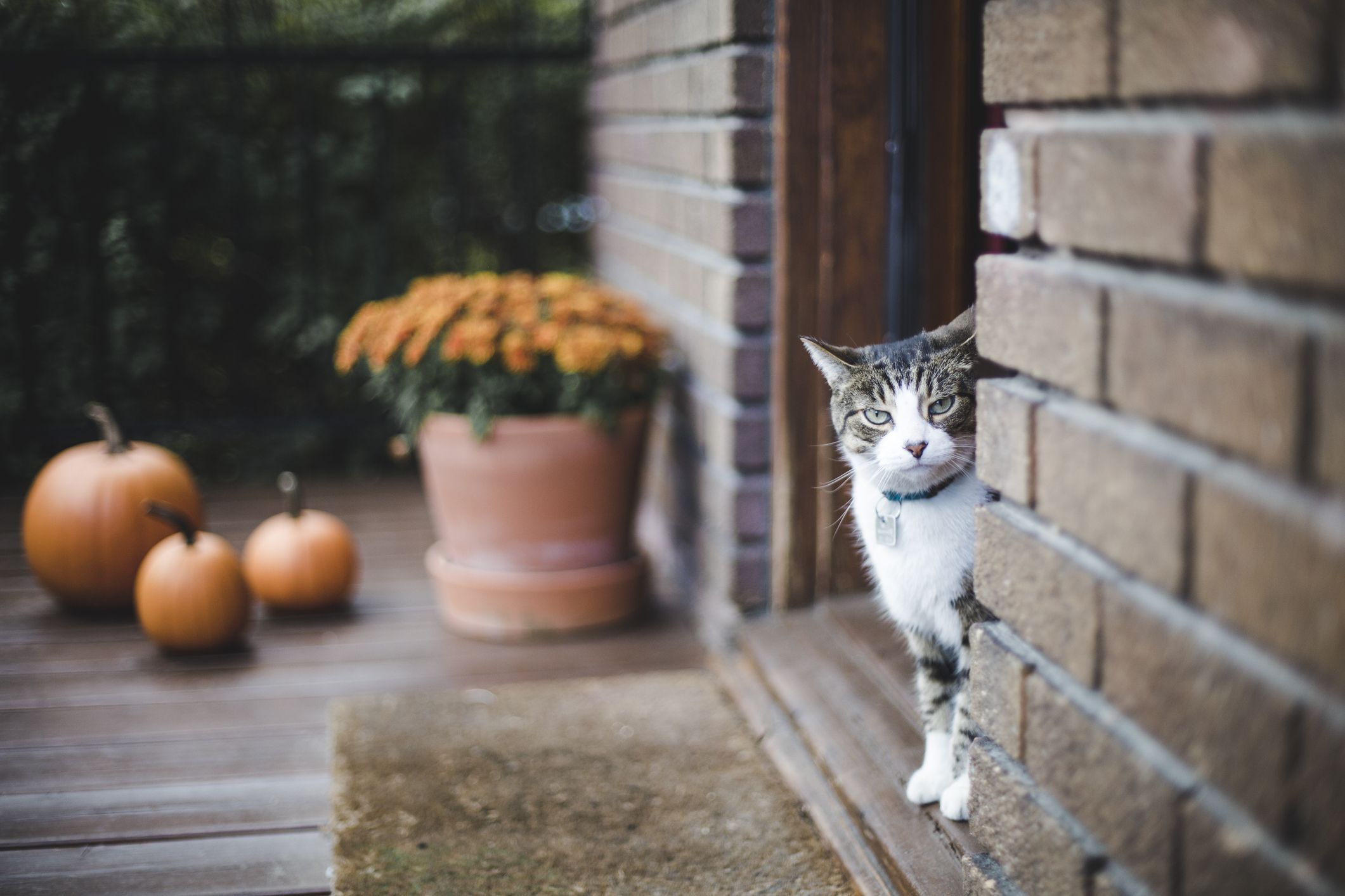 floor plants that are safe for cats        
        <figure class=