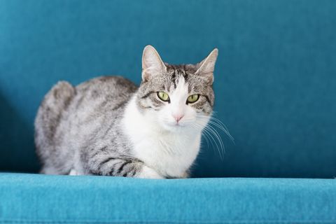 tabby cat sitting on sofa