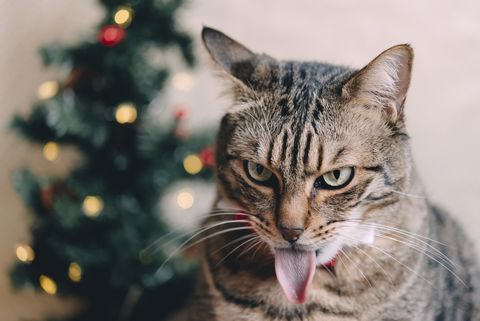 tabby cat tongue outstretched at christmas time