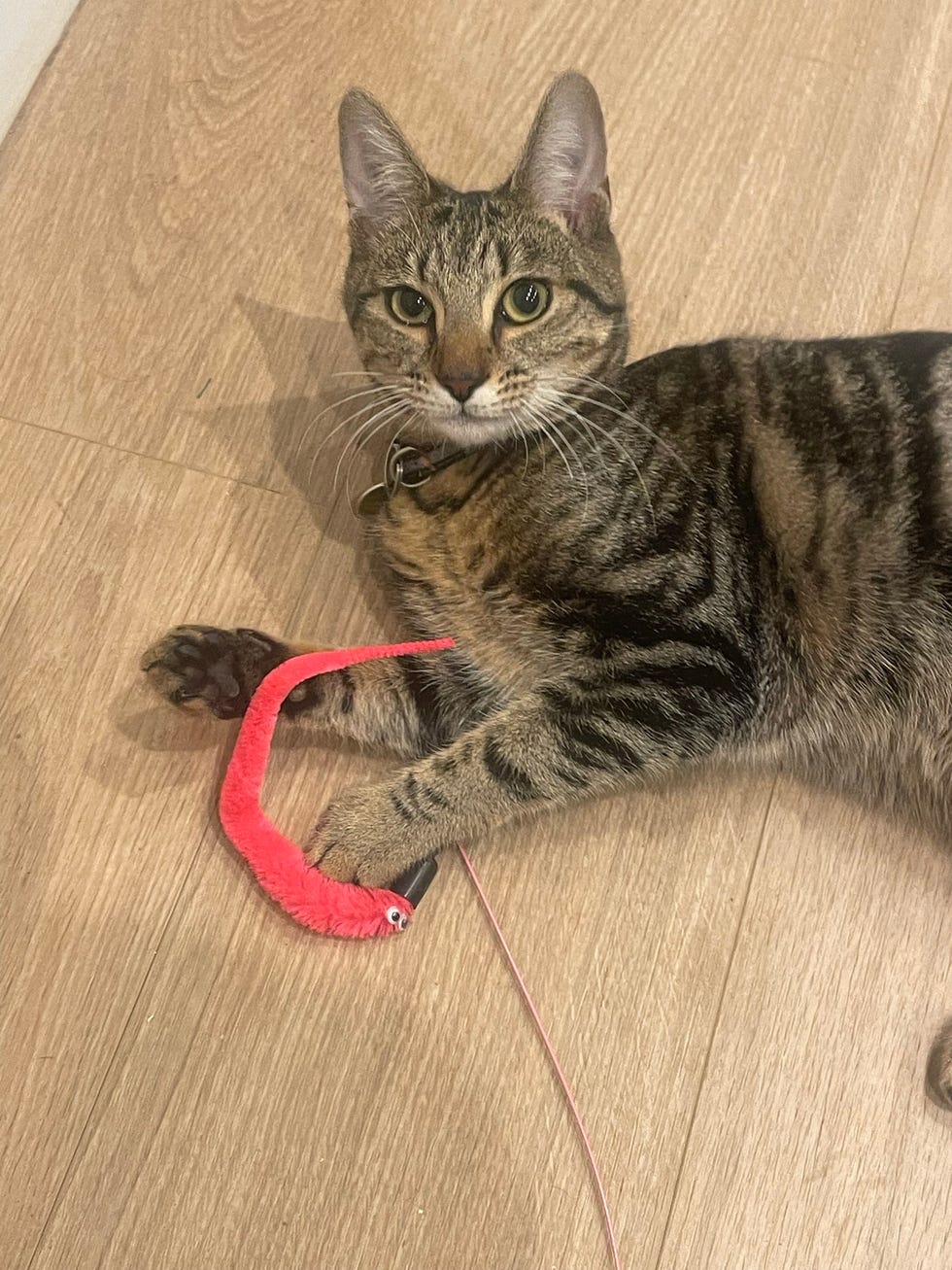 a cat lying on the floor