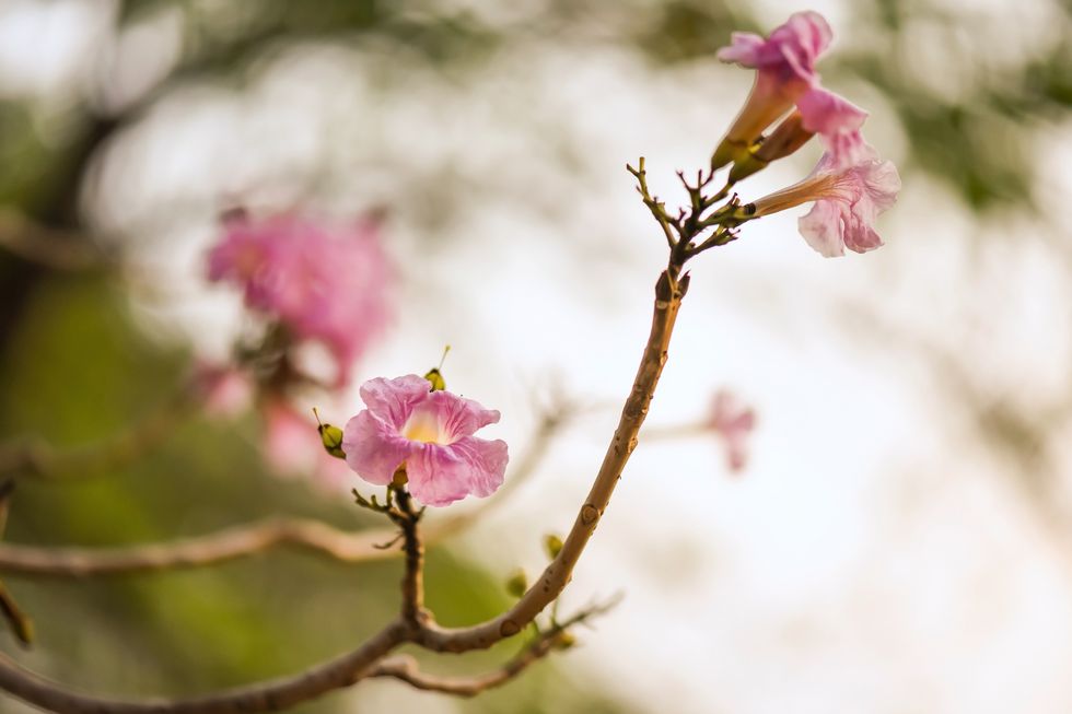 tabebuia rosea flower or pink thai sakura