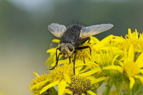 Tachinid fly resting on a dandelion