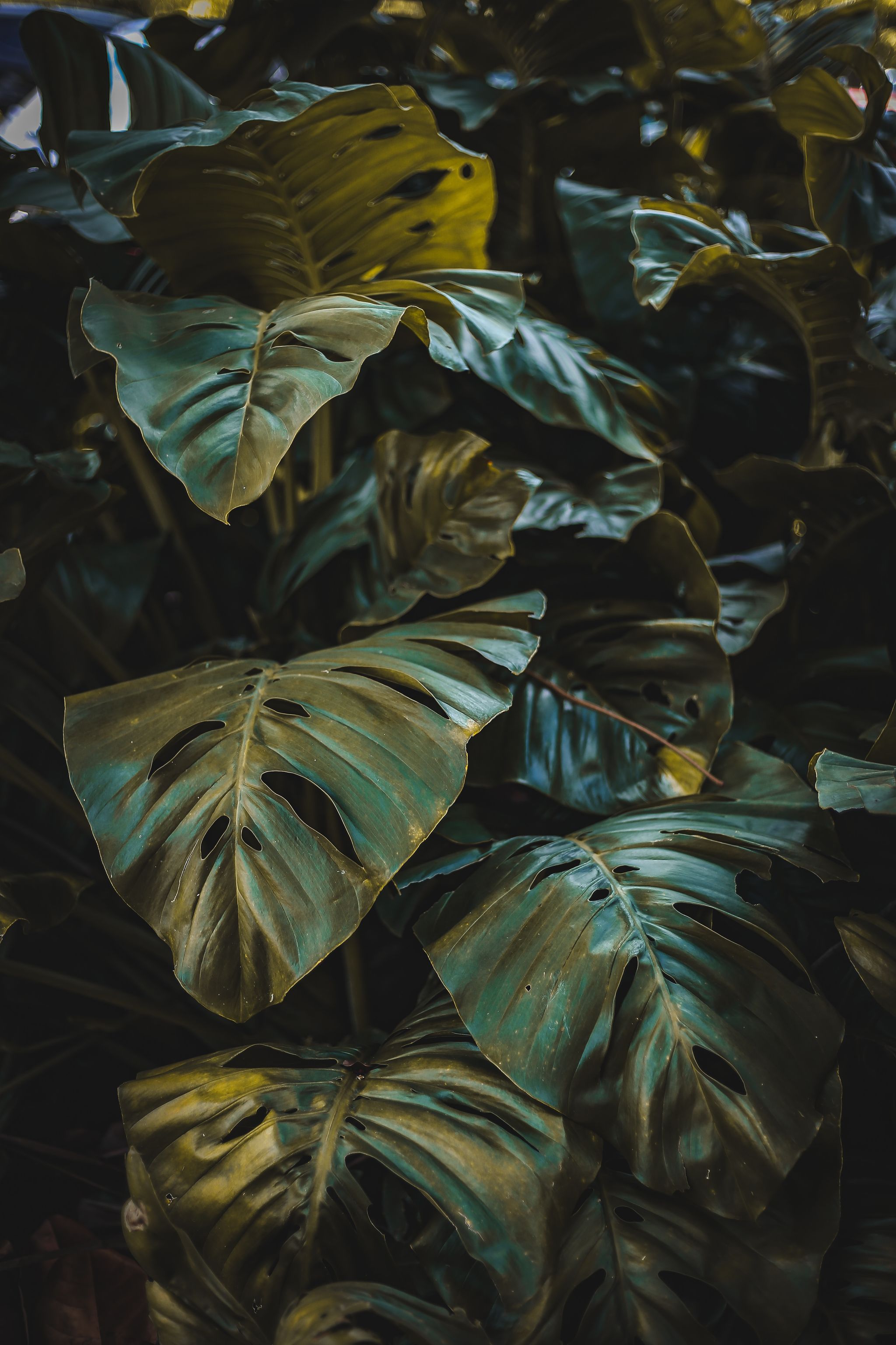 Leaf, Green, Yellow, Plant, Design, Organism, Pattern, Butterfly, Camouflage, Still life, 