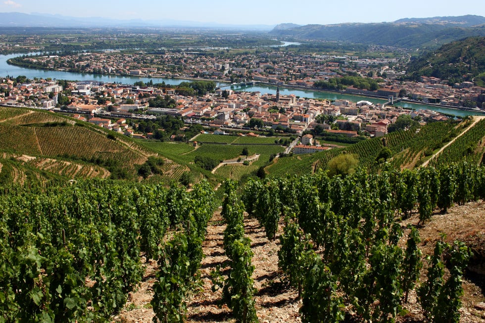 French vineyard