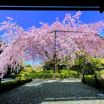 退蔵院