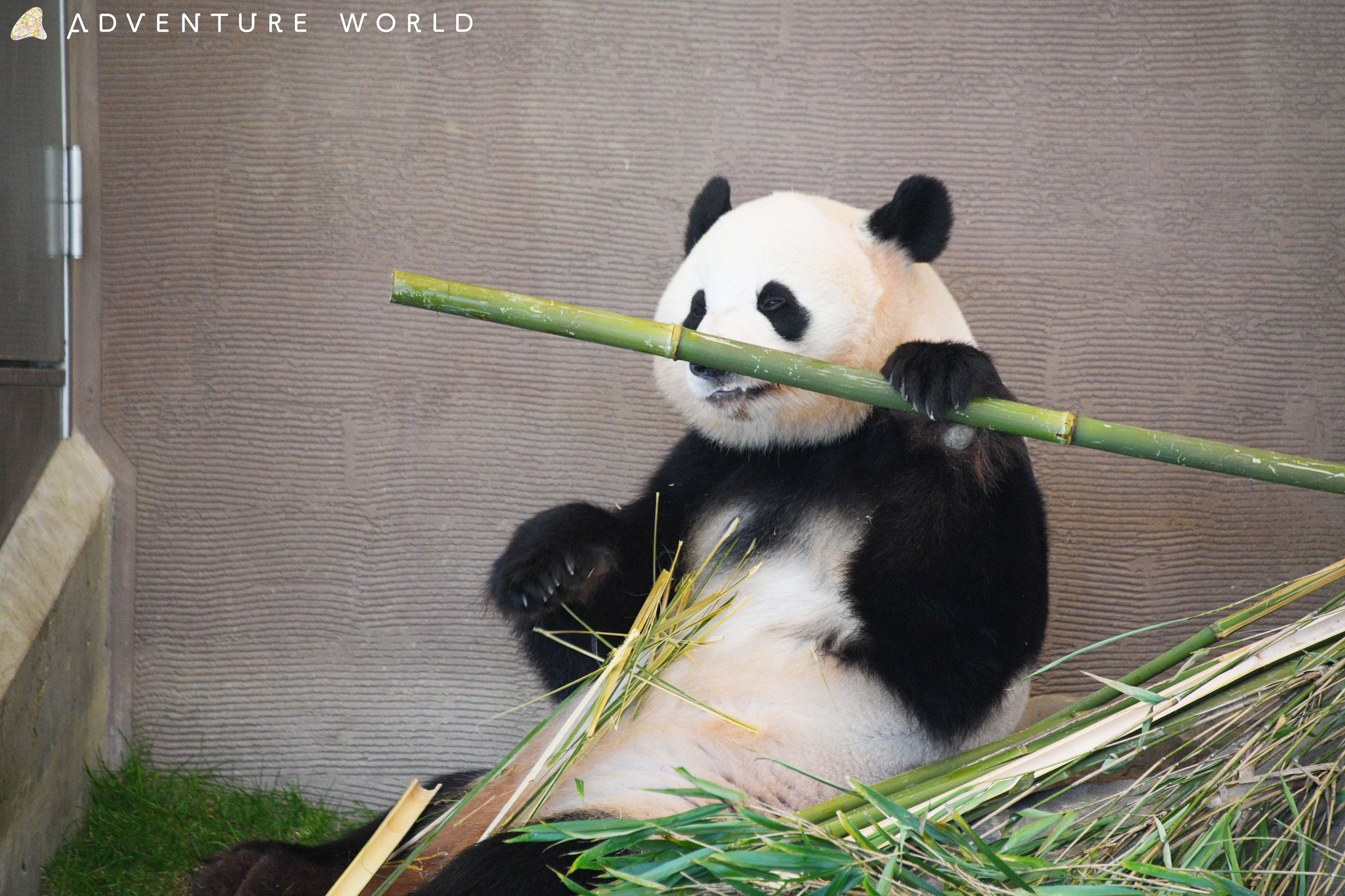 世界初の竹のアクセサリーブランド。〈MIKAI BAMBOO〉麻生あかり