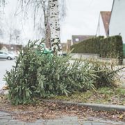 when should you take your christmas tree down the answer will definitely surprise you