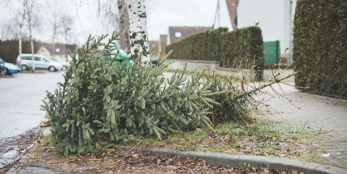 When Should You Take Your Christmas Tree Down? The Answer Will Definitely Surprise You