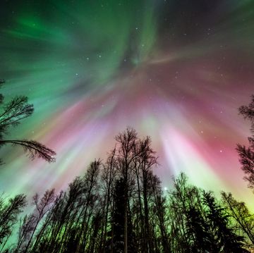 aurora borealis and trees