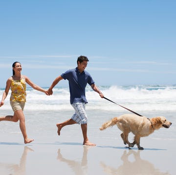 take your pet abroad take your pet abroad