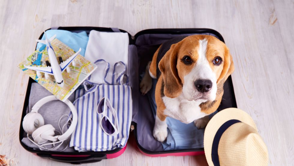 take your pet abroad