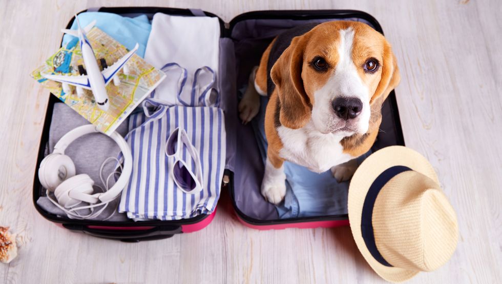 take your pet abroad