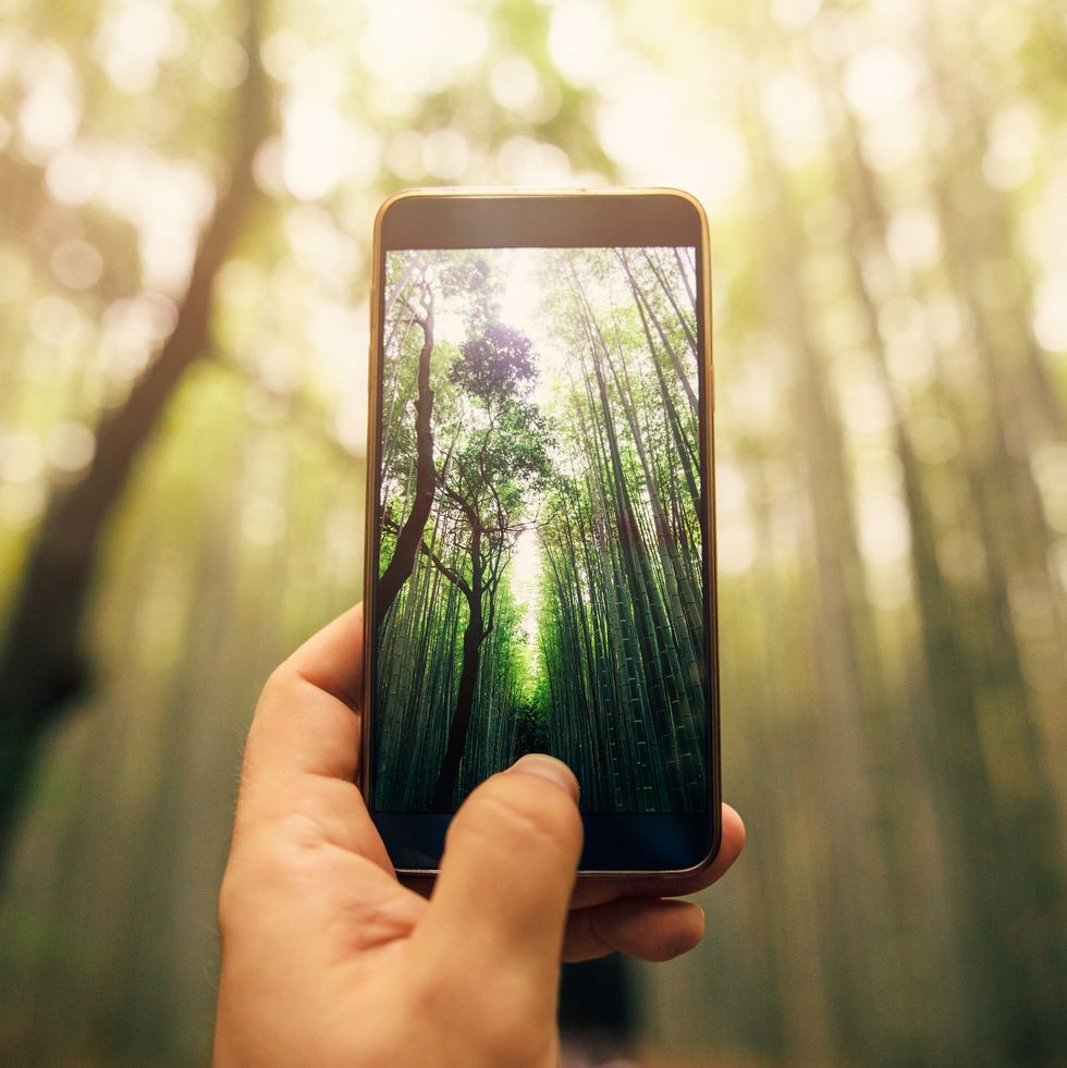 taking a photo of bamboo forest