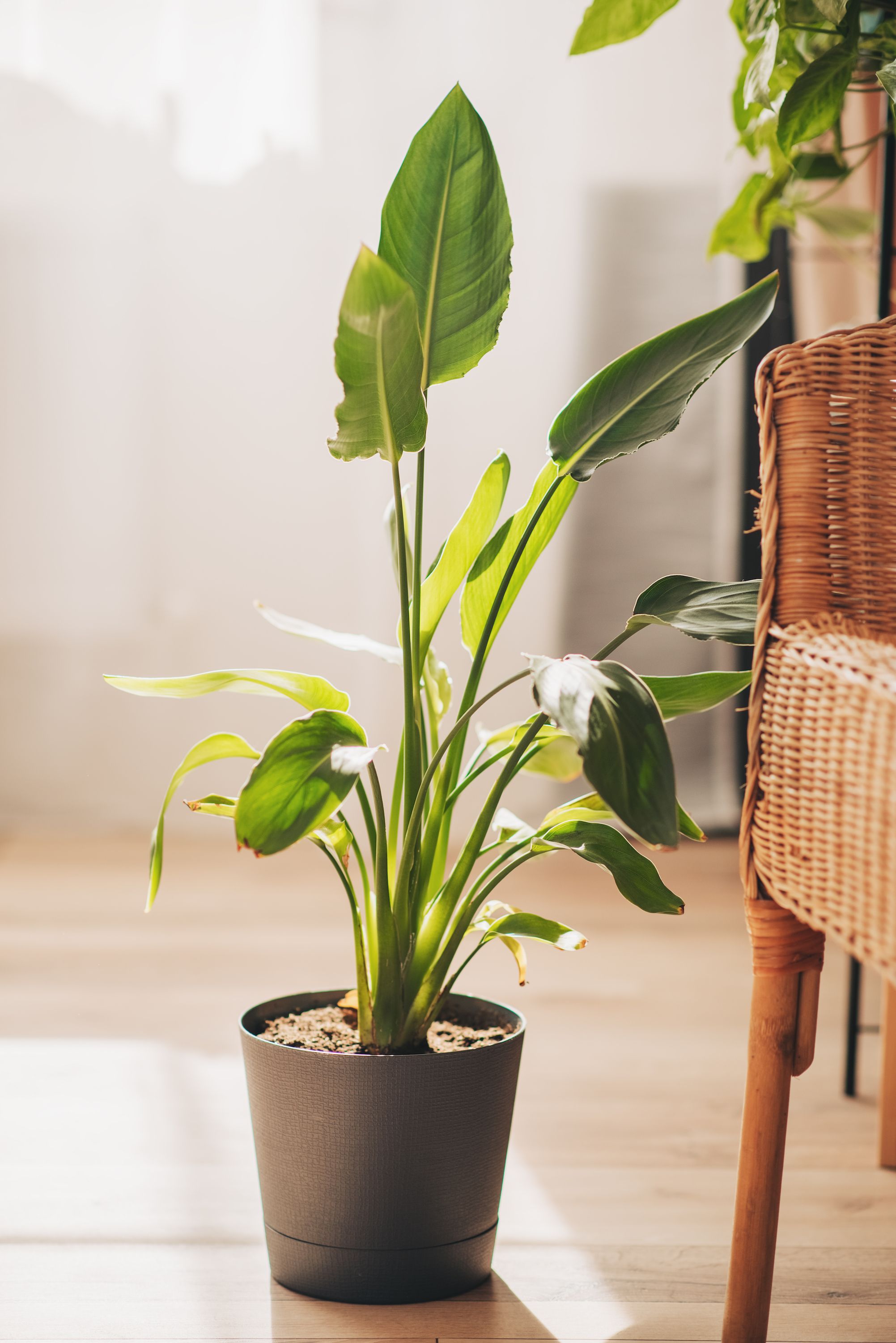 Indoor plants,long-stemmed plants,with offers pots -Tn