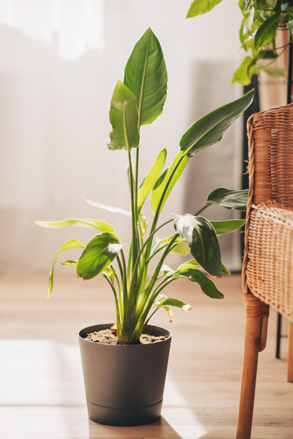 Reaching For The Sky: A Guide To Tall Houseplants