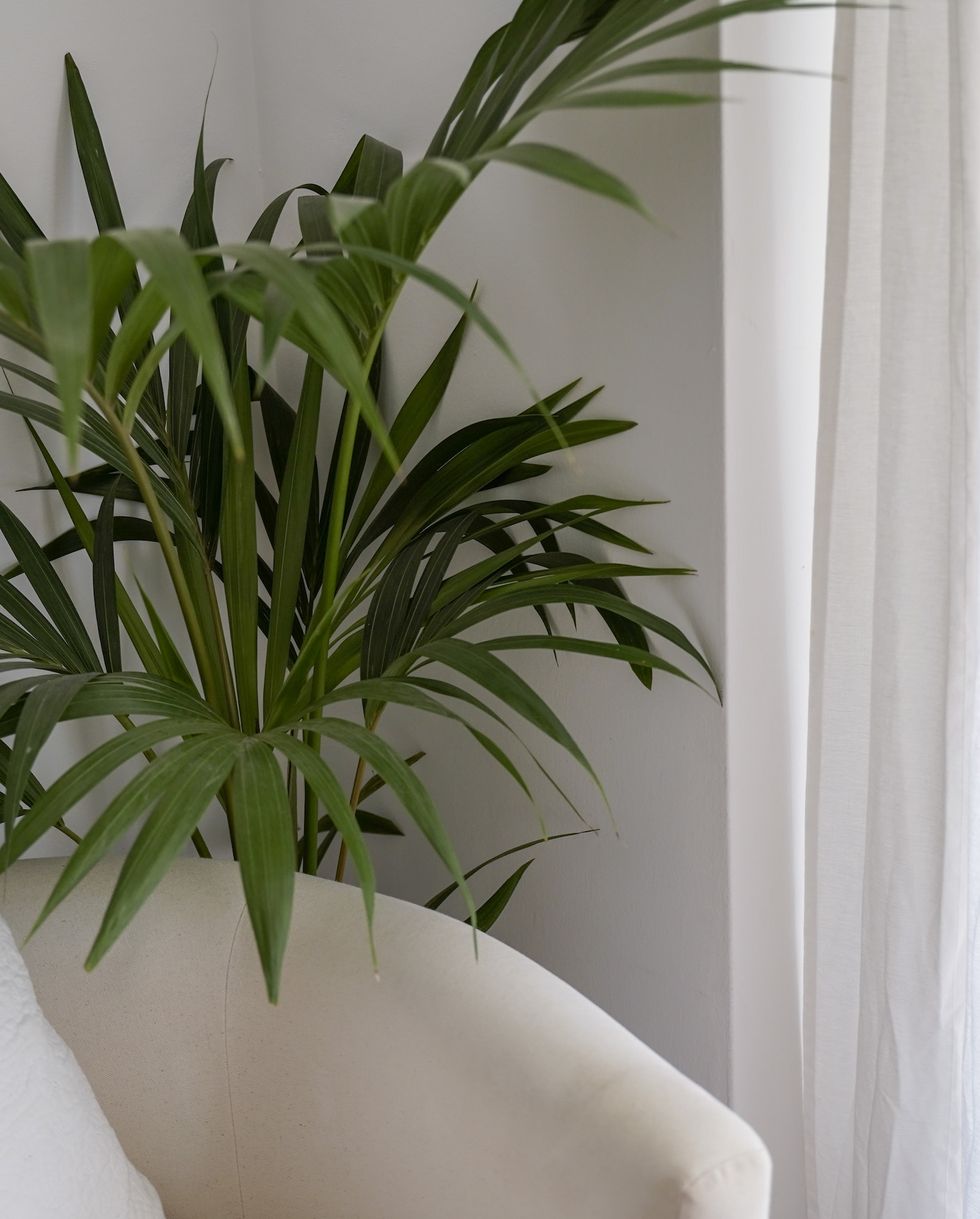 10 Best Tall Indoor Plants - Tall Houseplants