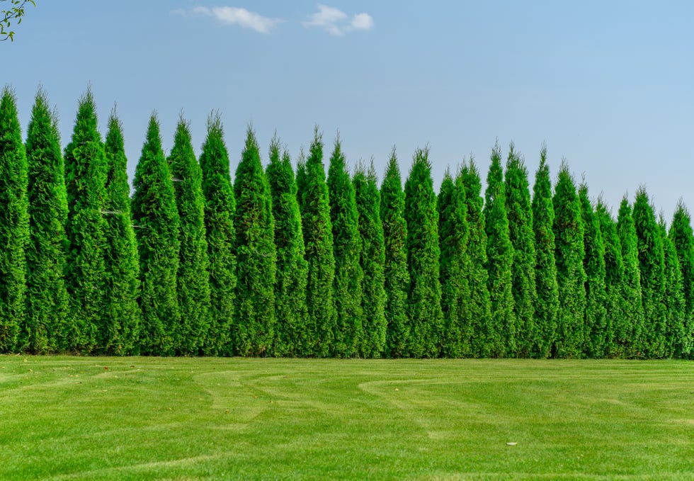 Tall, well-kept elms form a dense hedge.