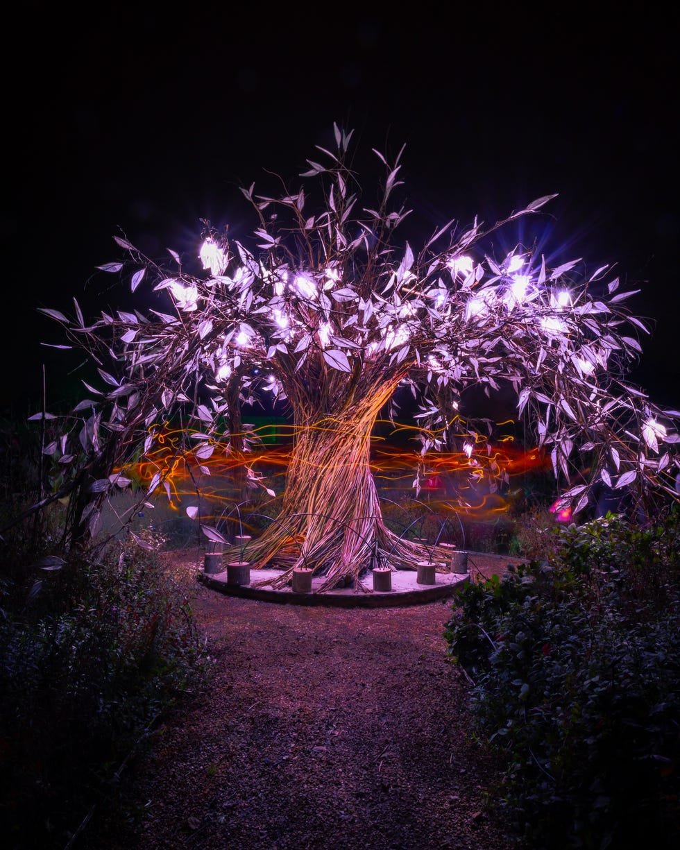 UK's Tallest Christmas Tree on Display at Wakehurst