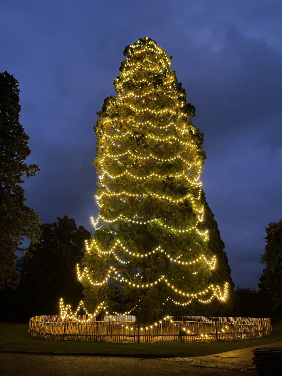 UK's Tallest Christmas Tree on Display at Wakehurst