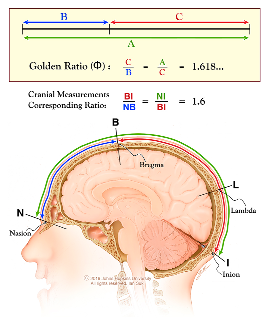 Organ, Joint, Jaw, Brain, Ear, Human anatomy, Diagram, 