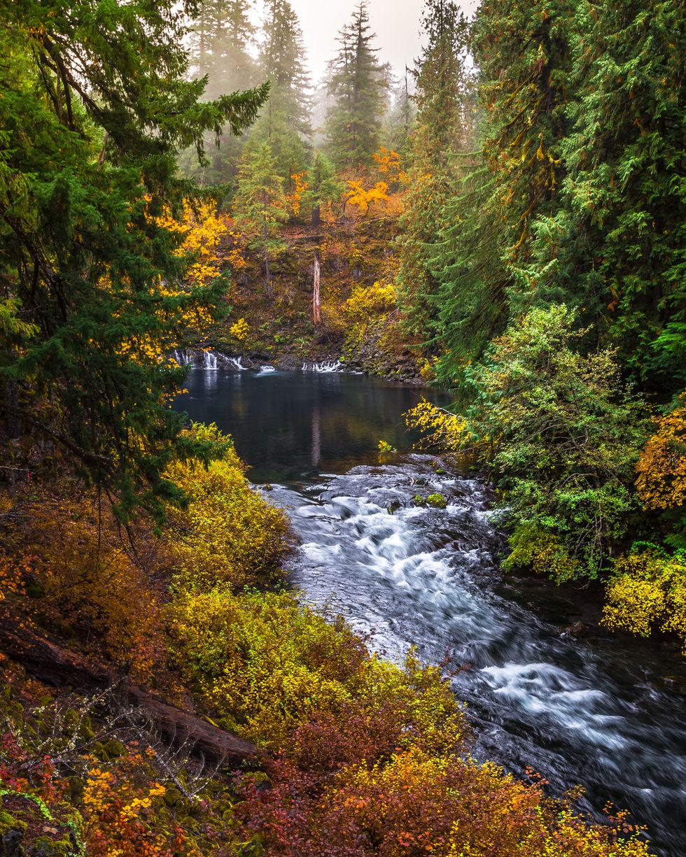 best places to see fall foliage mc kenzie pass oregon