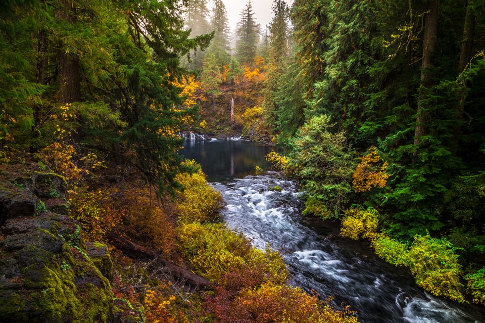 best places to see fall foliage mc kenzie pass oregon