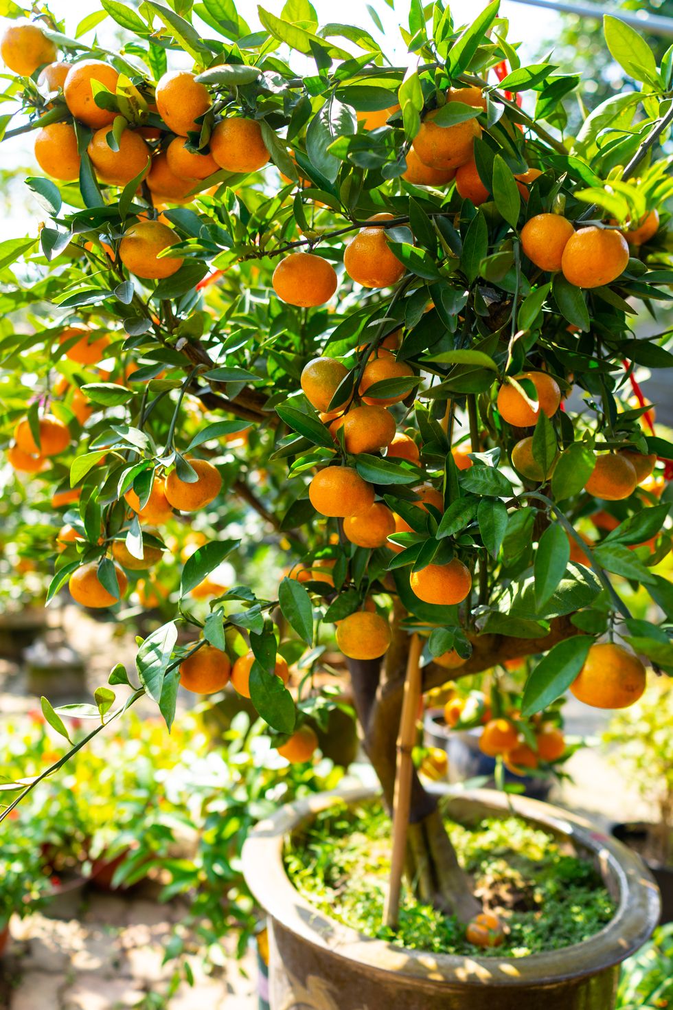 mandarin tree