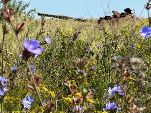 a field of flowers