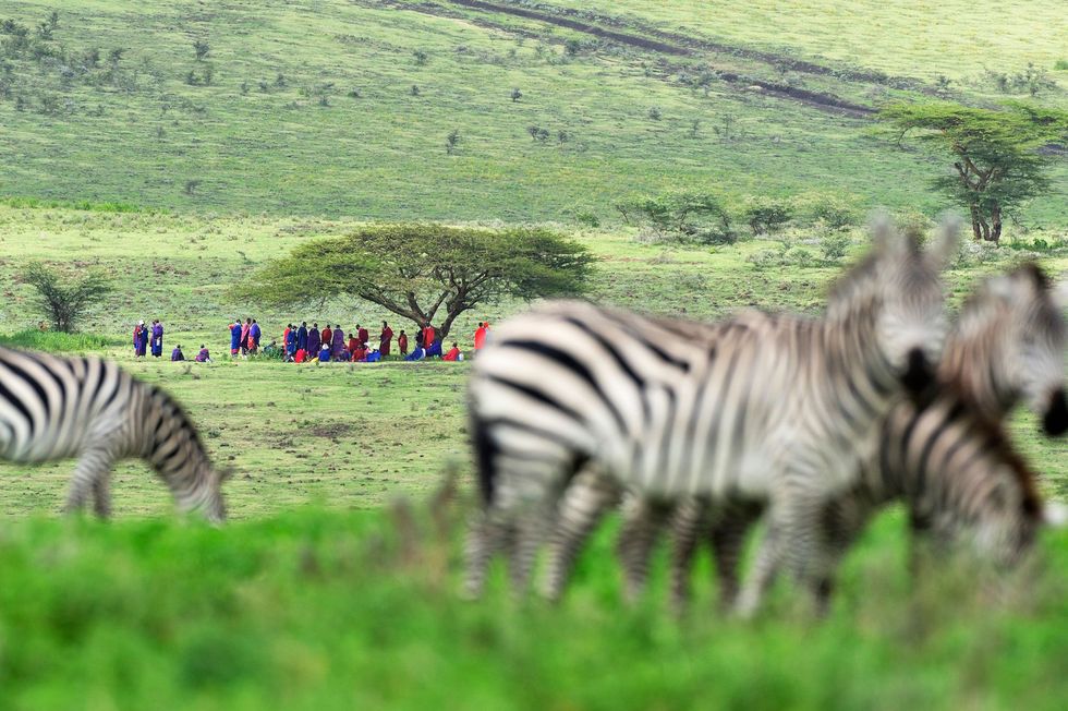 Masai zijn een volk van herders en leven te midden van wilde dieren als zebras gnoes olifanten en leeuwen