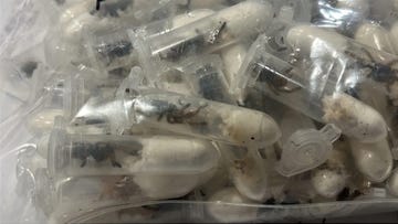 tarantulas found german airport