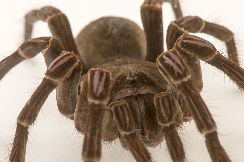 Een Theraphosa stirmi gefotografeerd in de Virginia Zoo in Norfolk