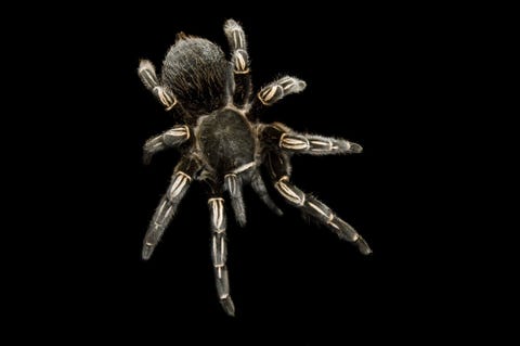 Een Aphonopelma seemanni gefotografeerd bij de Great Plains Zoo in Sioux Falls South Dakota
