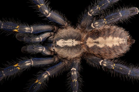 Een Poecilotheria metallica gefotografeerd bij de Sedgwick County Zoo in Wichita Kansas
