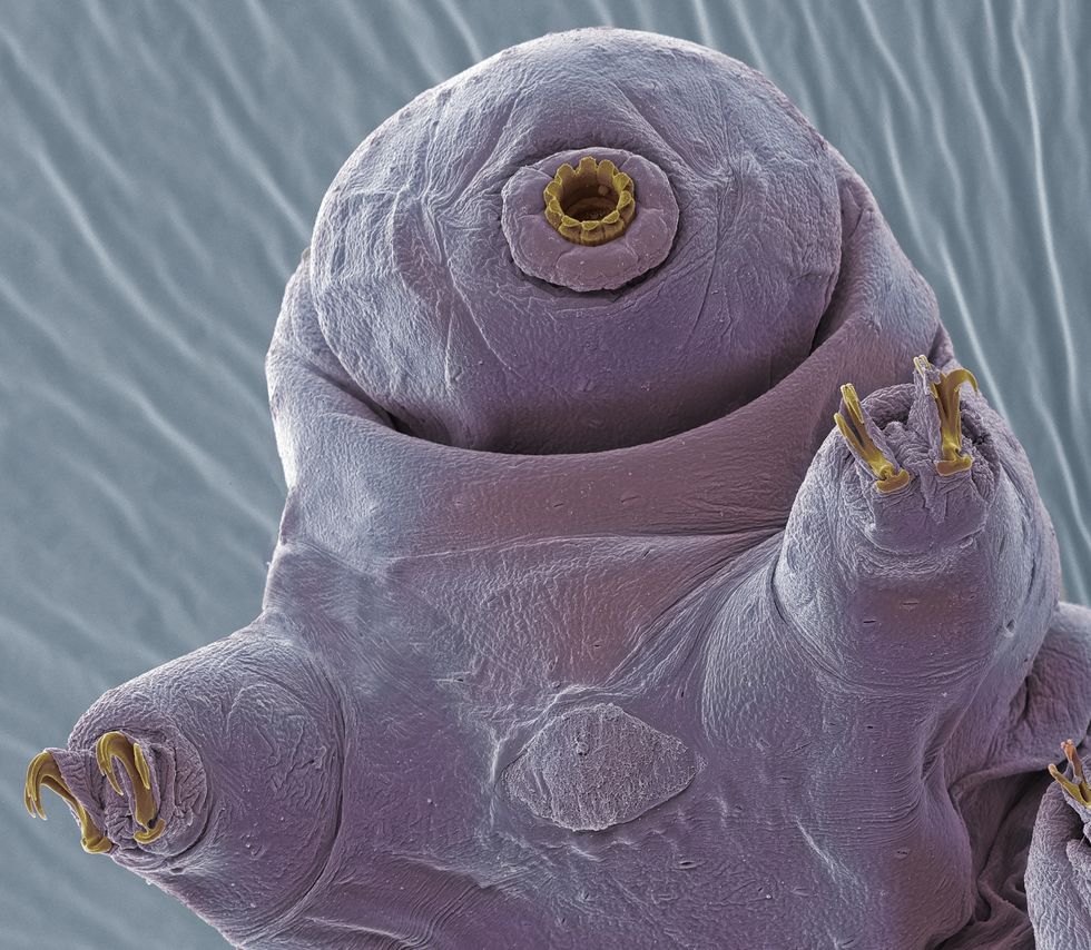 7 Amazing Tardigrade Facts | How Do Water Bears Survive in Space?