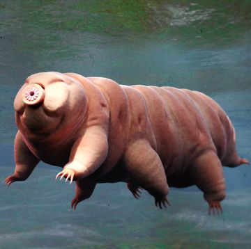 tardigrade, swimming water bear