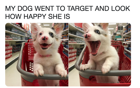 28 Funniest Dog Memes - Best Viral Dog Jokes and Pictures
