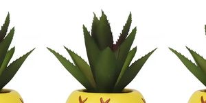 pineapple succulents